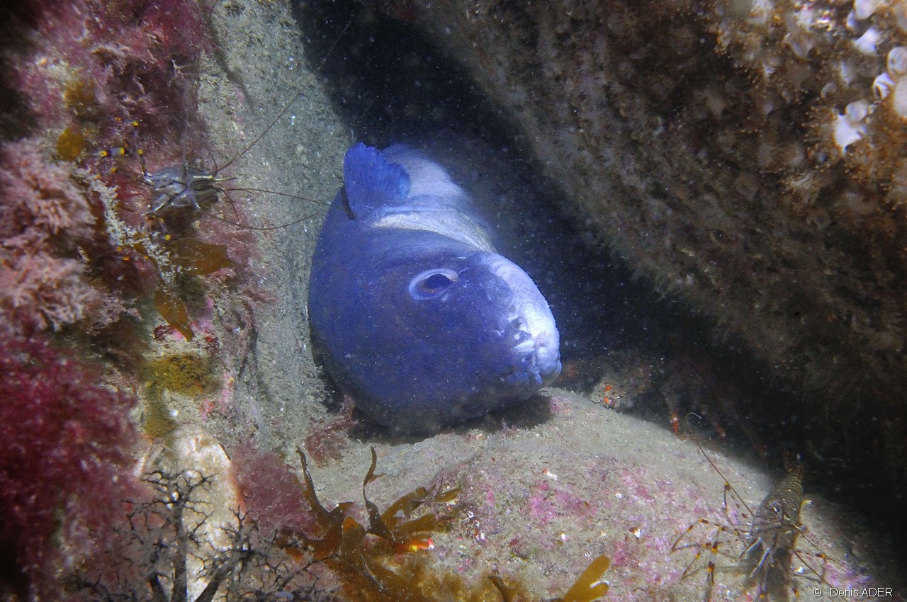 Conger conger-Palaemon serratus-Belle Ile Basse Palais-19m-20160701-Denis-ADER-DSC_8478_tn.jpg